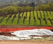 Rows of Wine Grapes on a Hill