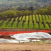 Rows of Wine Grapes on a Hill