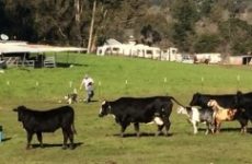 Cows and Goats Cautiously Inspecting Survey Crew