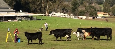 Cows and Goats Cautiously Inspecting Survey Crew