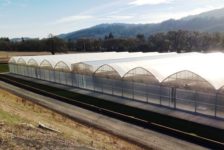 NovaVine Wholesale Plant Nursery Gravel Access