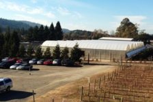 Parking lot and vineyard of NovaVine Wholesale Plant Nursery