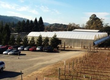 Parking lot and vineyard of NovaVine Wholesale Plant Nursery