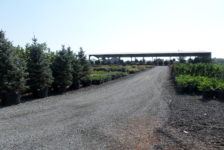 Devil Mountain Wholesale Nursery 11