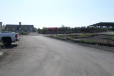 Devil Mountain Wholesale Nursery Completed Parking Area