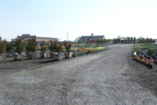 Devil Mountain Wholesale Nursery Grounds