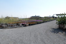 Devil Mountain Wholesale Nursery Trees and Flowers