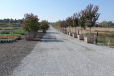 Devil Mountain Wholesale Nursery Trees For Sale