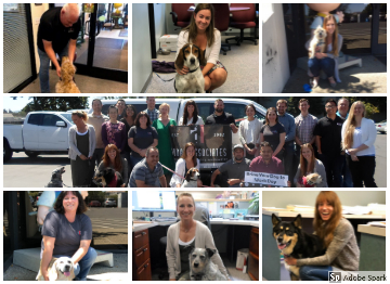 Collage of photos from the 2018 bring your dog to work day fundraiser, pictured is the staff group picture as well as individual pictures of staff members and their dogs