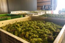 Aperture Cellars Grapes in Production Bins