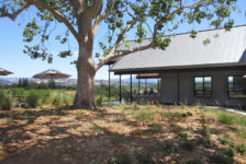 Oak Tree next to MacRostie Tasting Room