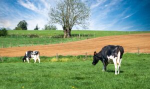 Cows grazing in a pasture